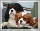 słodkie, Cavalier King Charles spaniel